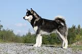 ALASKAN MALAMUTE 400
